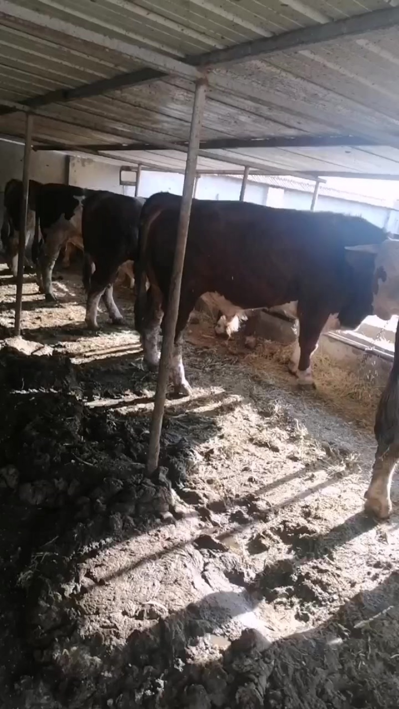 肉牛