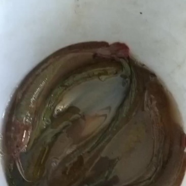 南洞河鲜