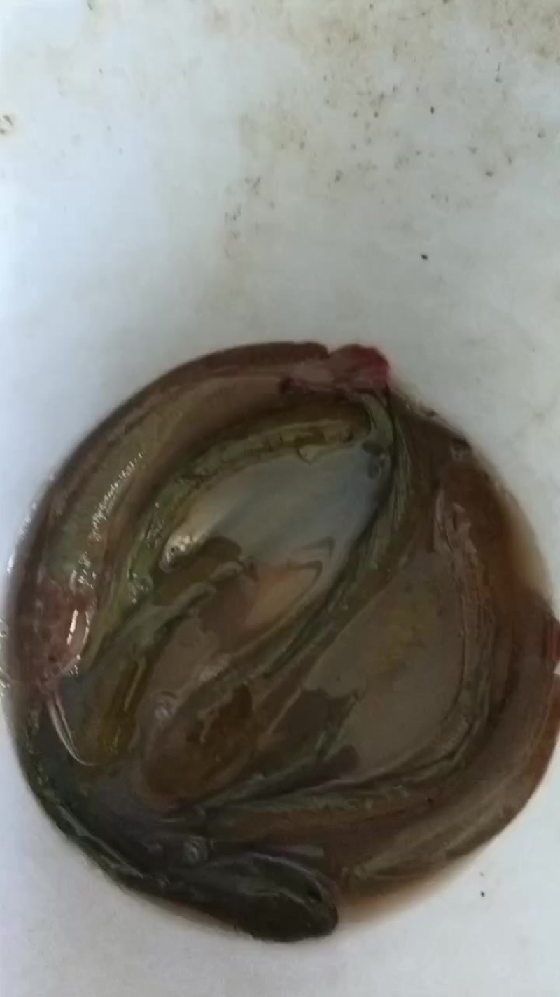 南洞河鲜
