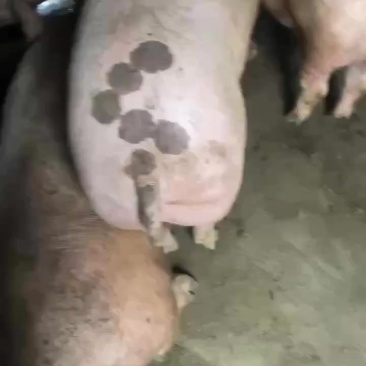 精品二肥猪出肉好