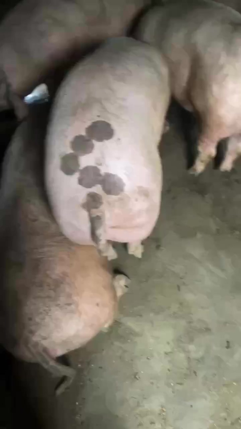 精品二肥猪出肉好