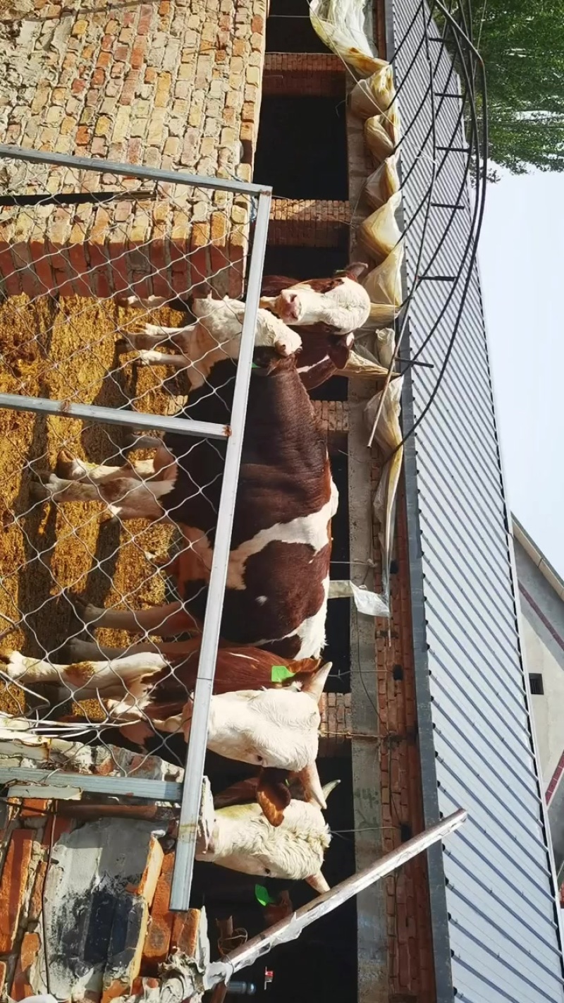 纯散养草地牛