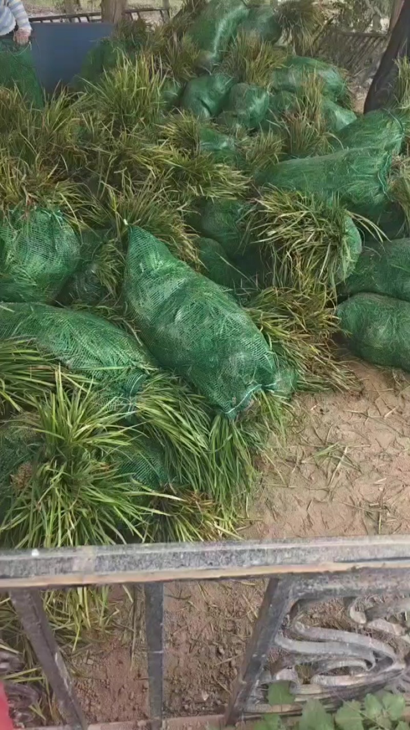 麦冬苗