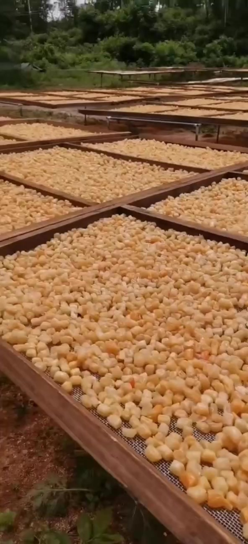 湛江瑶柱