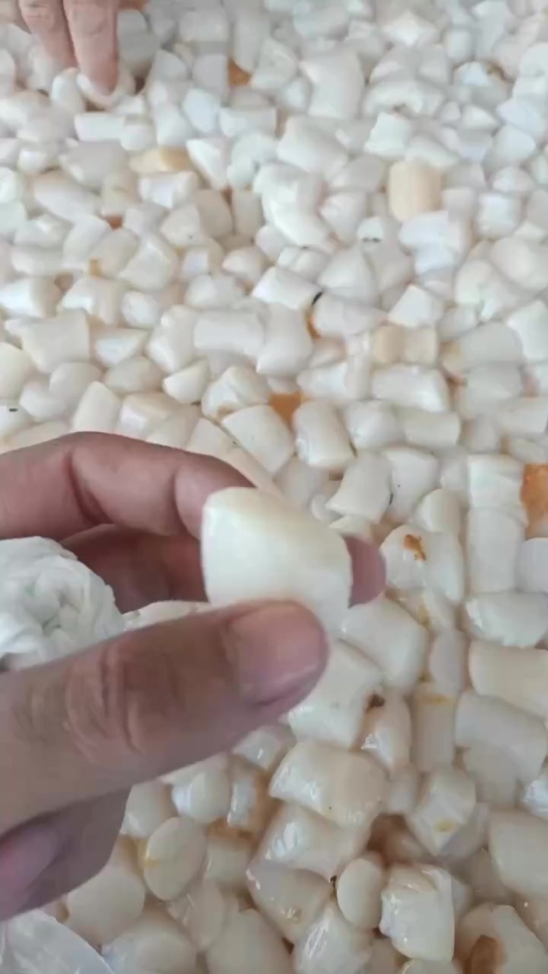 湛江瑶柱