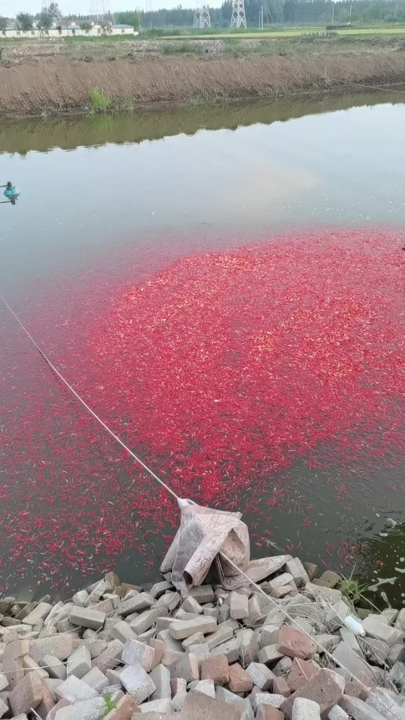 草金鱼