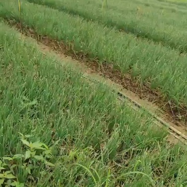 四季小香葱