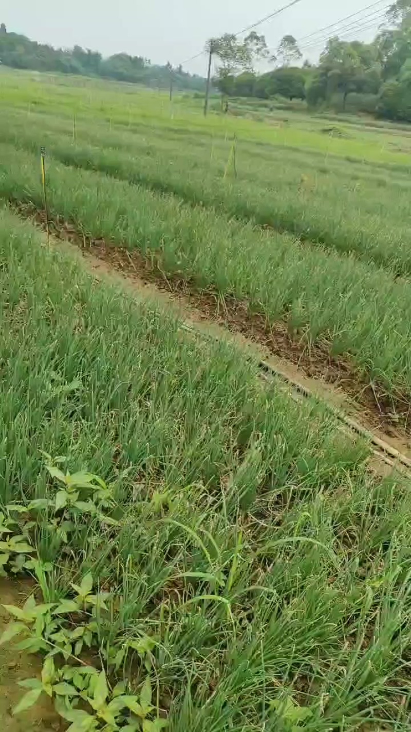 四季小香葱