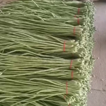 大棚精品豆角大量上市