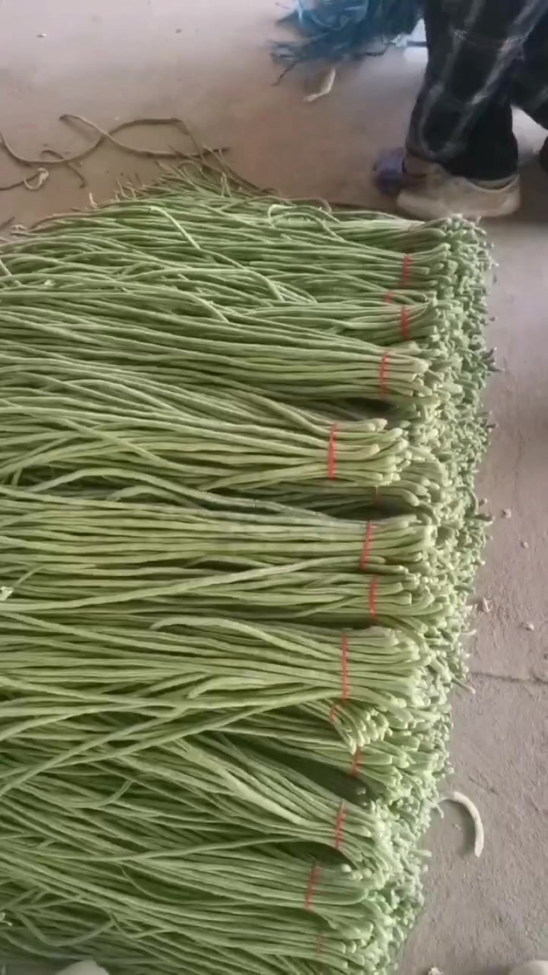 大棚精品豆角大量上市