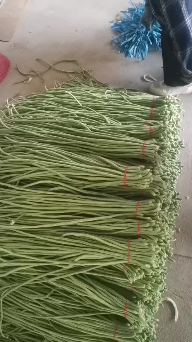 大棚精品豆角大量上市