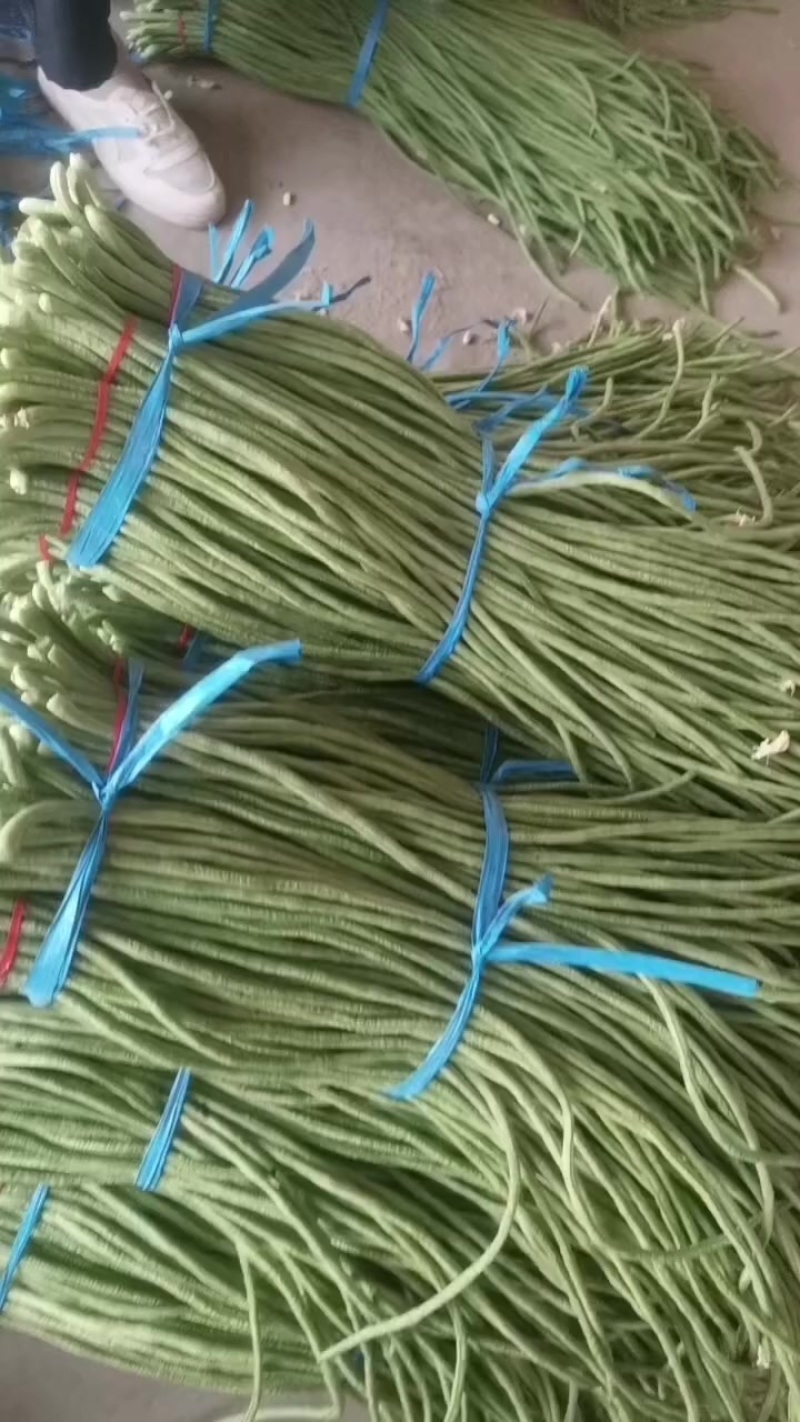 大棚精品豆角大量上市