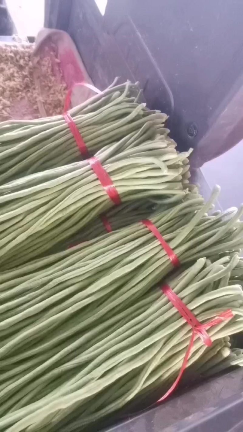 大棚精品豆角大量上市