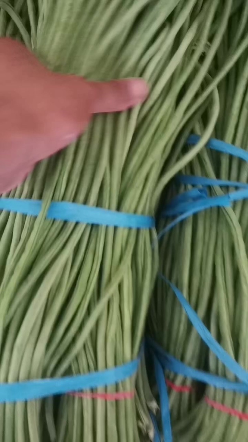 大棚精品豆角大量上市