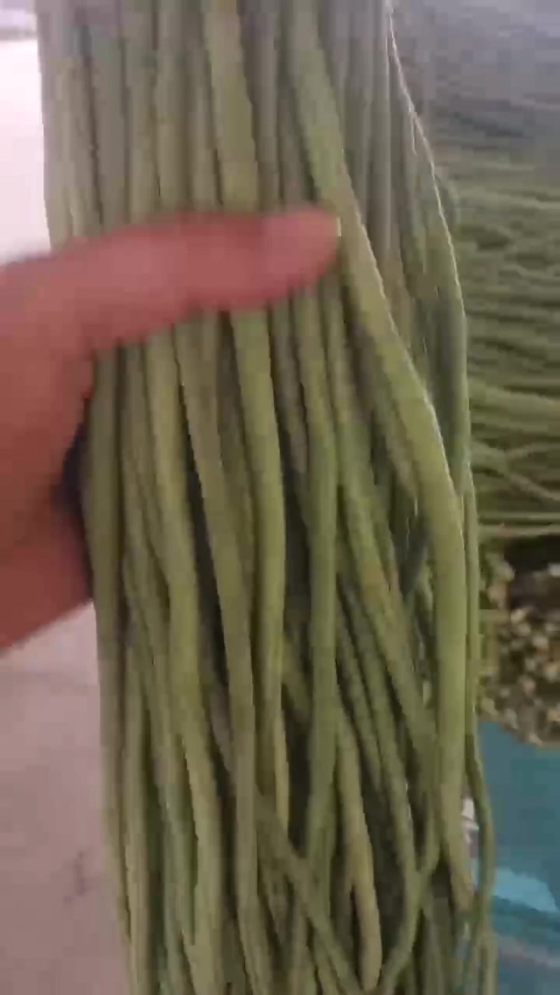 大棚精品豆角大量上市