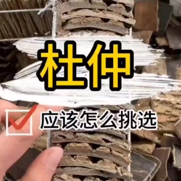 杜仲皮