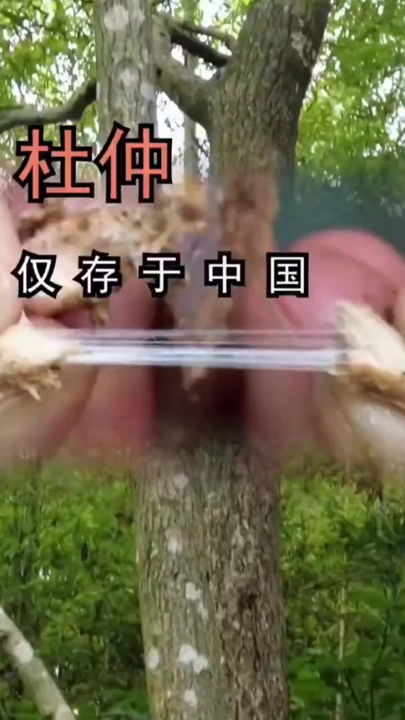 杜仲皮