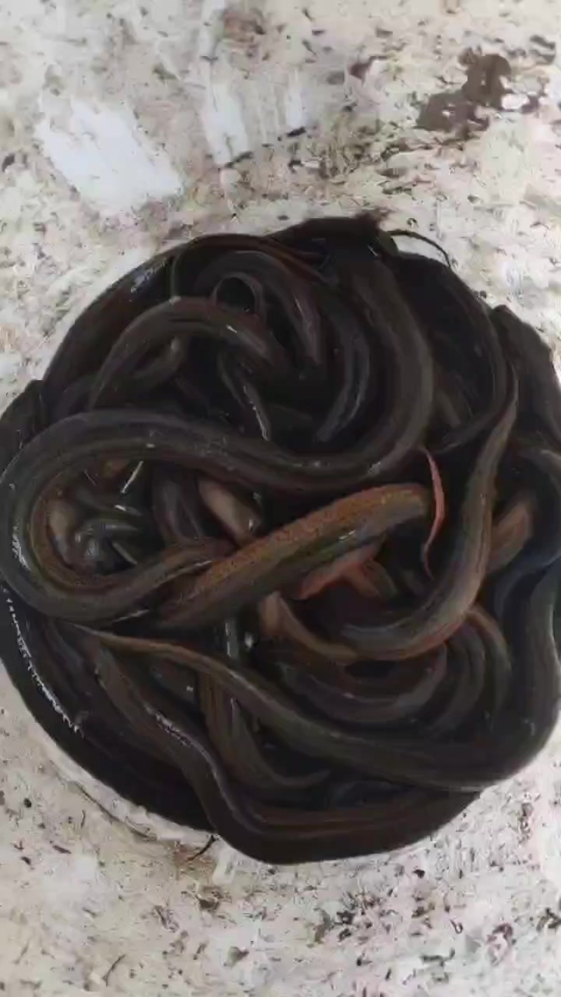 黄鳝