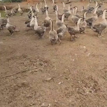 鹅