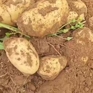 黄心土豆产地直销量大质优价格优惠一手货源欢迎咨询
