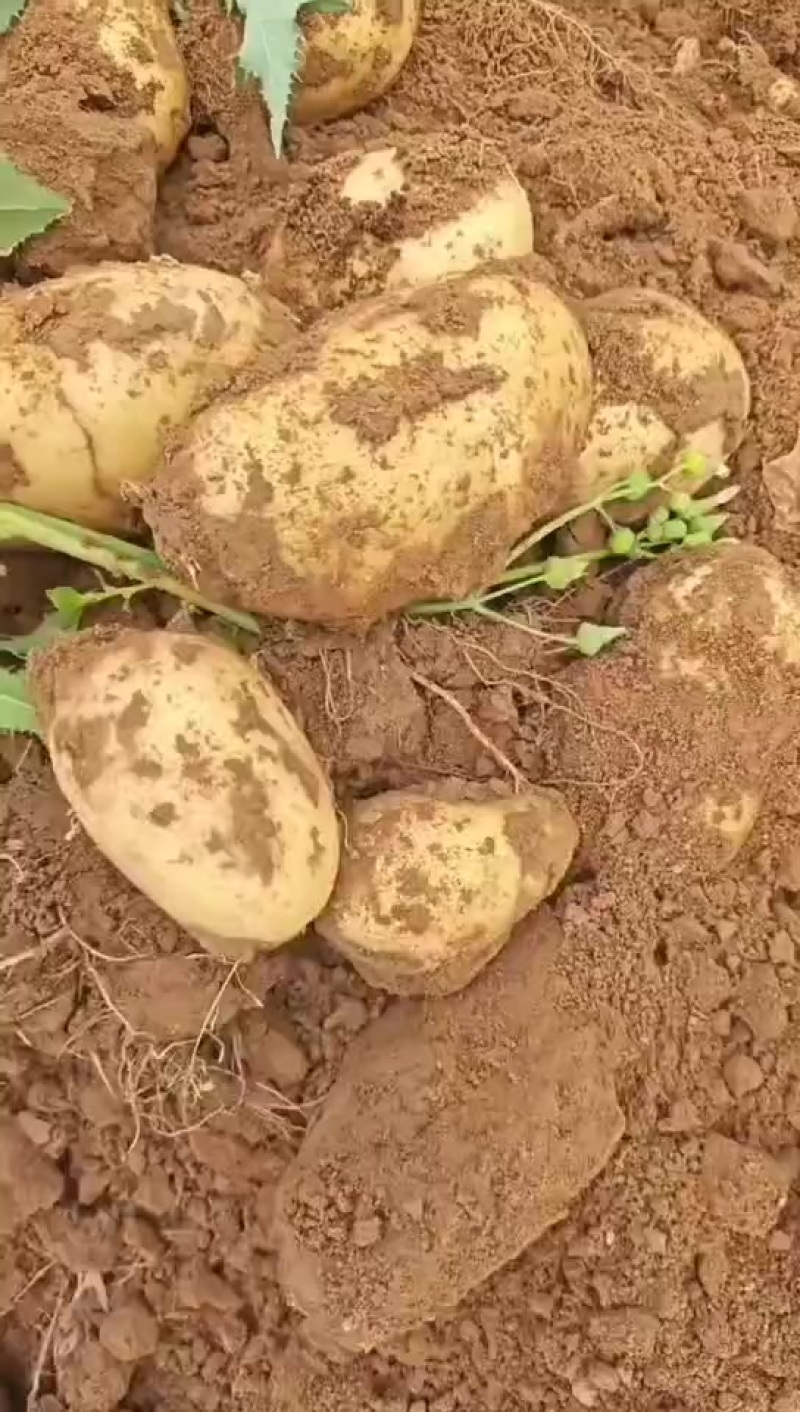 黄心土豆产地直销量大质优价格优惠一手货源欢迎咨询