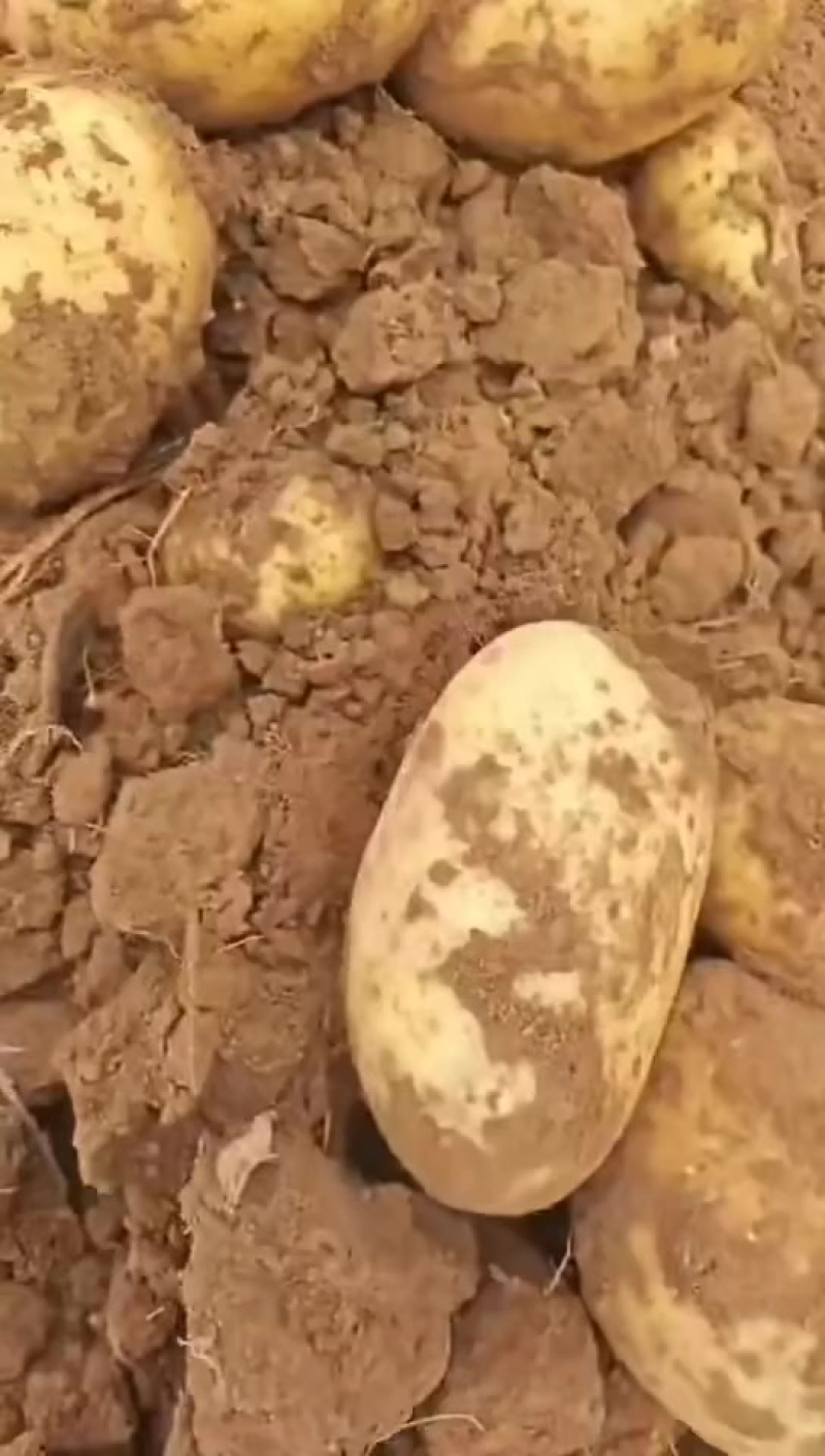 黄心土豆产地直销量大质优价格优惠一手货源欢迎咨询