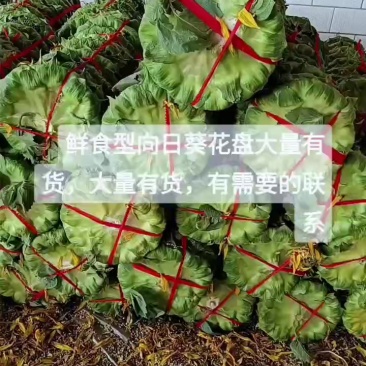 河南开封万亩鲜食型向日葵大量供应，