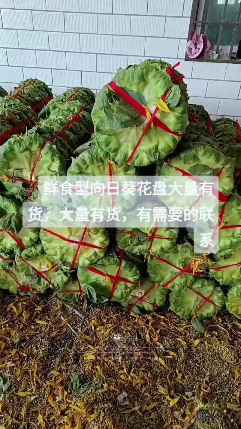 河南开封万亩鲜食型向日葵大量供应，