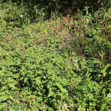 山钉子树每棵30元联系电话***********
