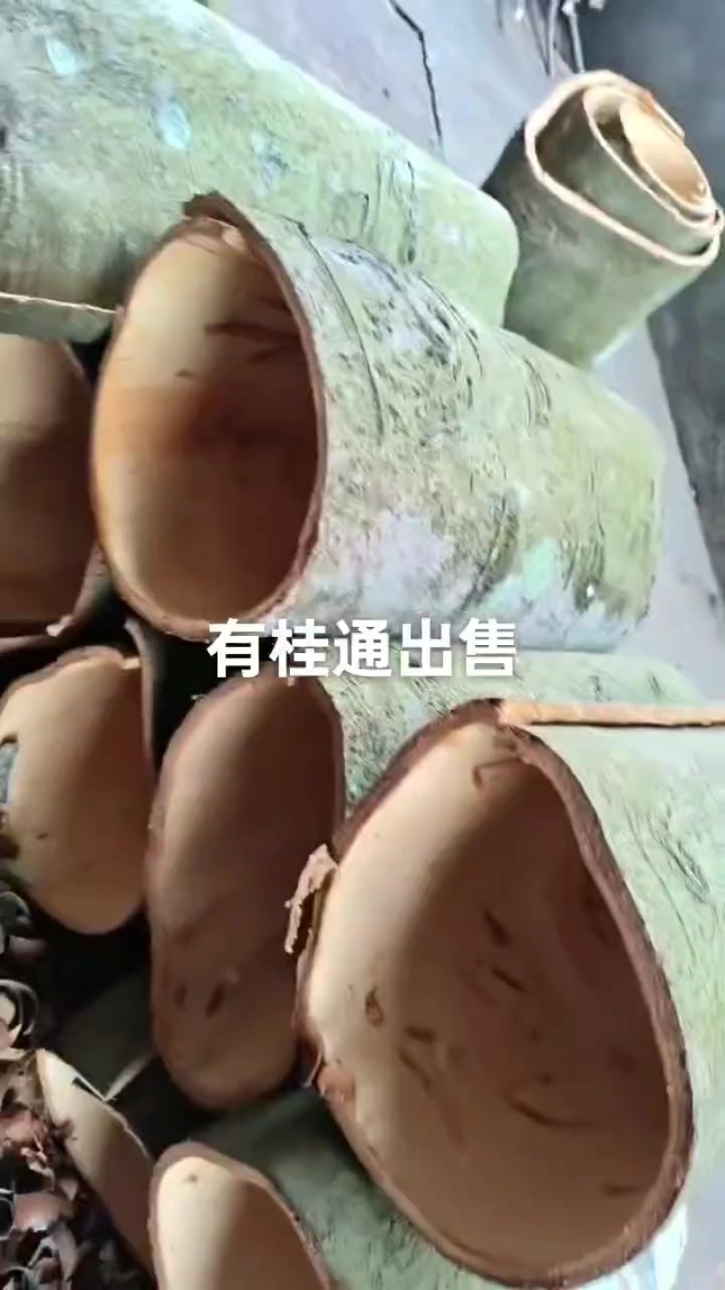 肉桂皮产地直销