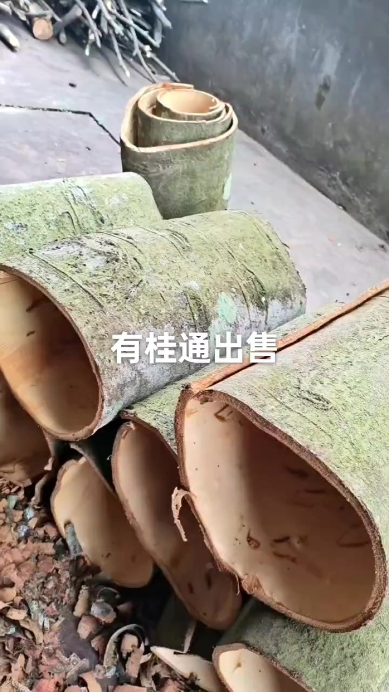 肉桂皮产地直销