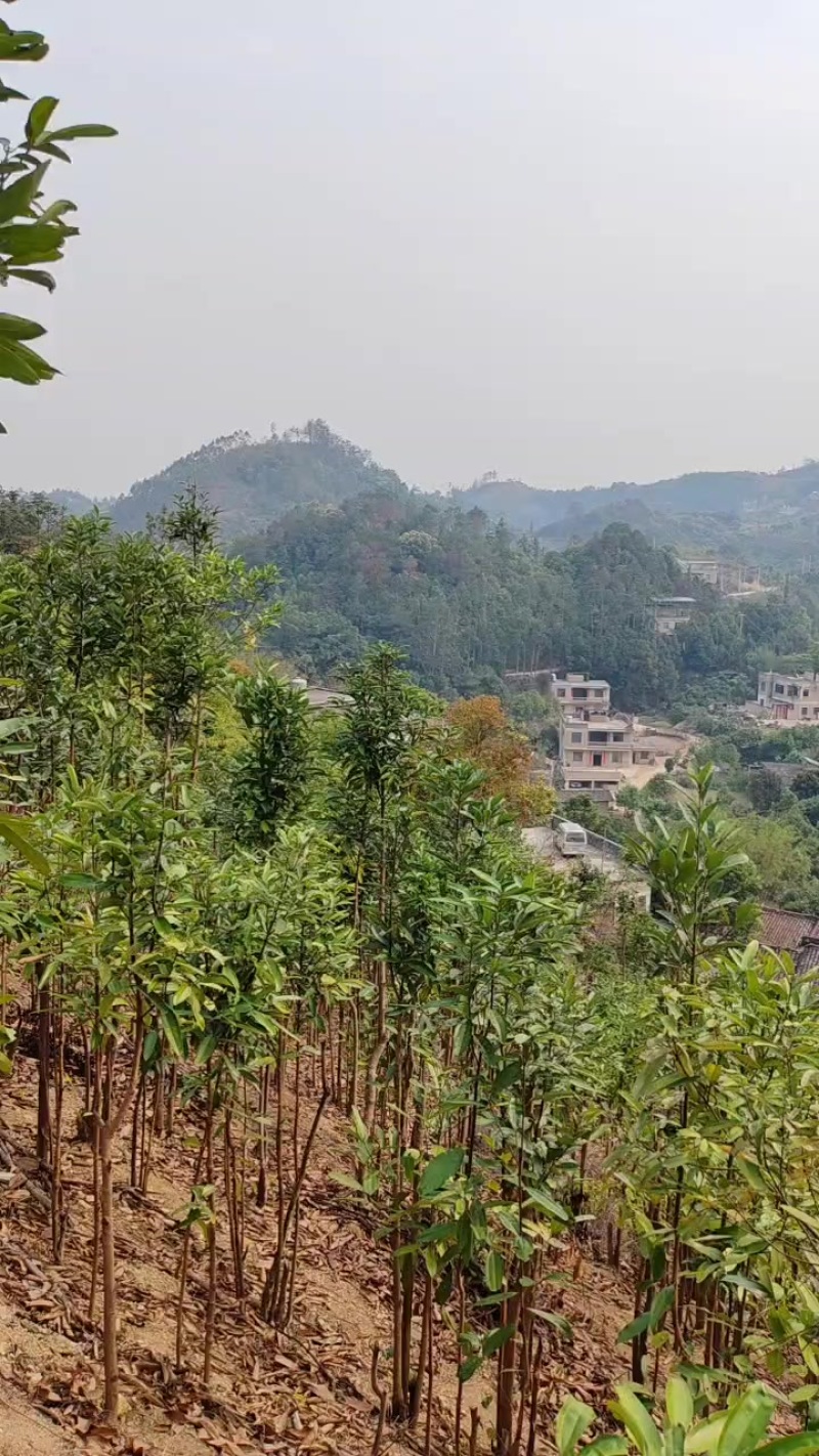 肉桂皮产地直销
