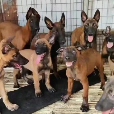 马犬