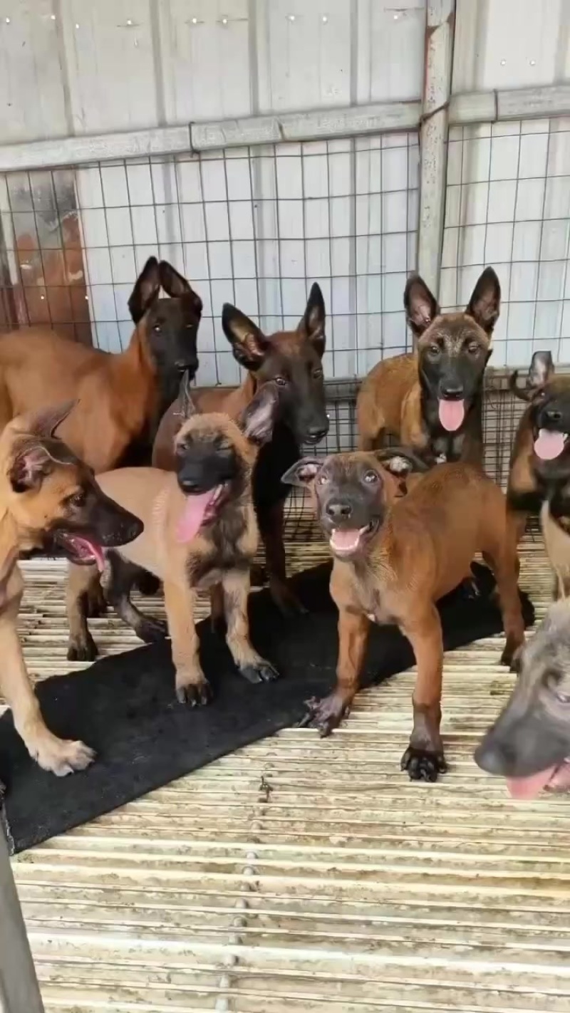 马犬