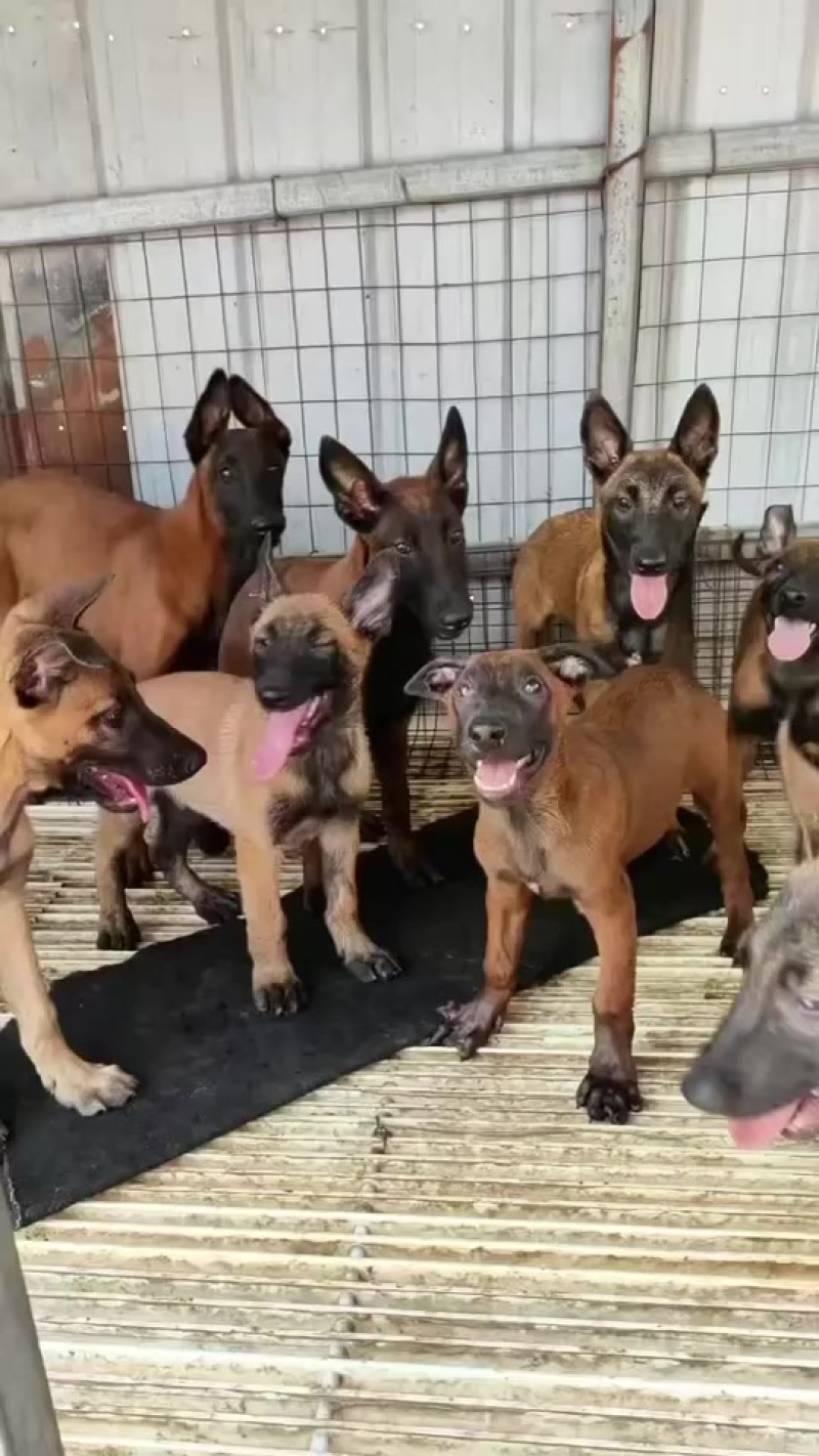 马犬