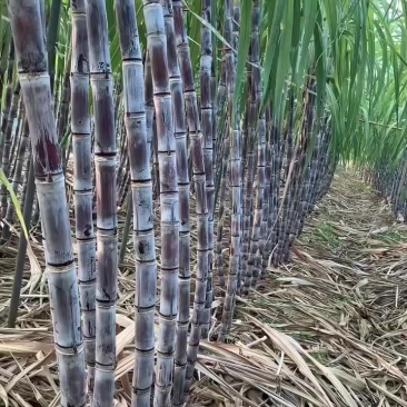 黑皮甘蔗