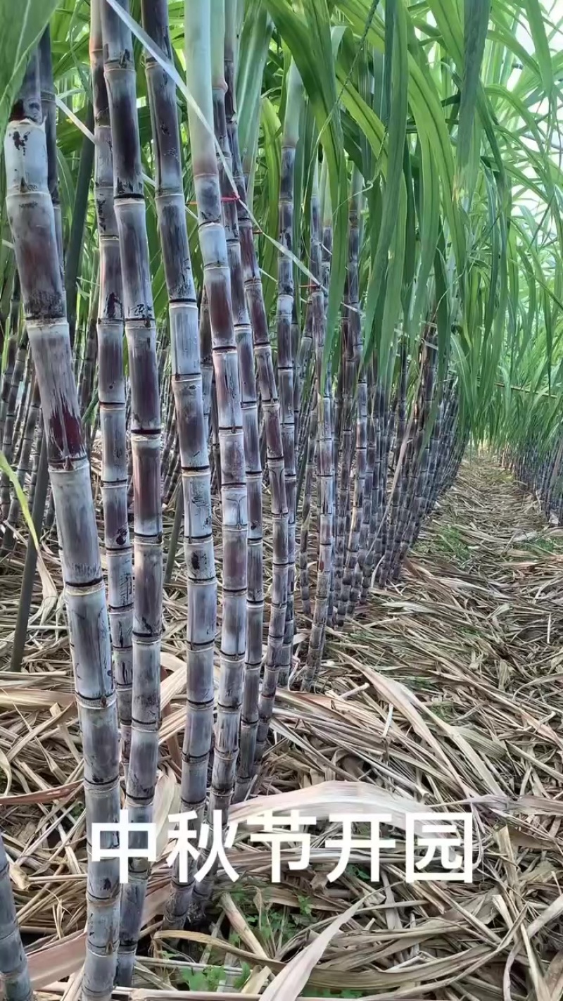 黑皮甘蔗