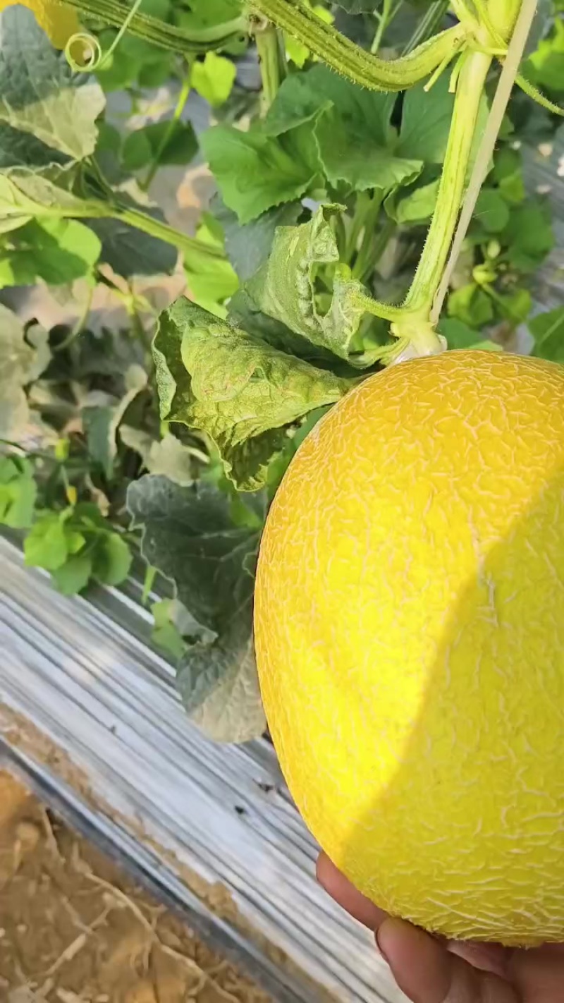 玉姑哈密瓜