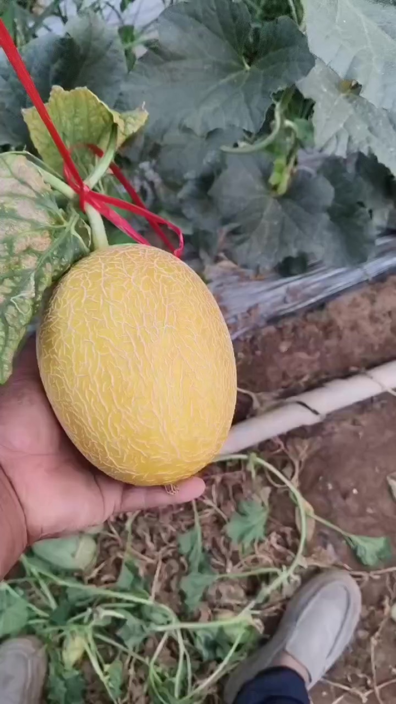 玉姑哈密瓜
