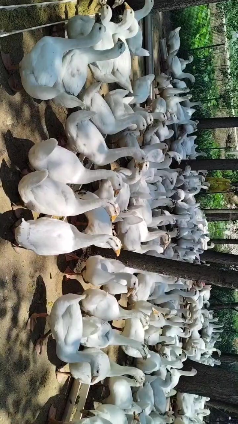 天门市大三花鹅