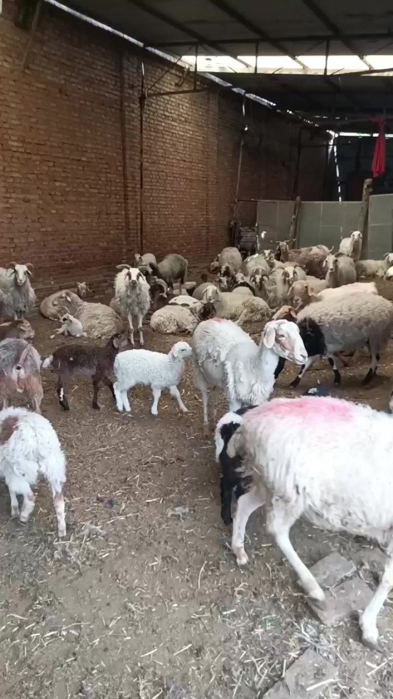 羊