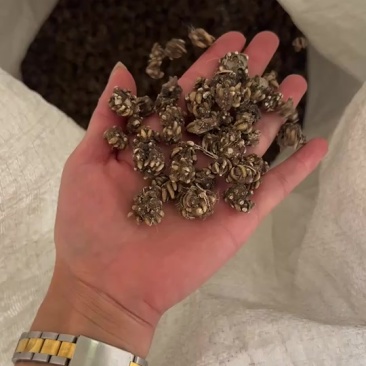 野生猫爪草水洗两遍干净无杂颗粒饱满基地直发