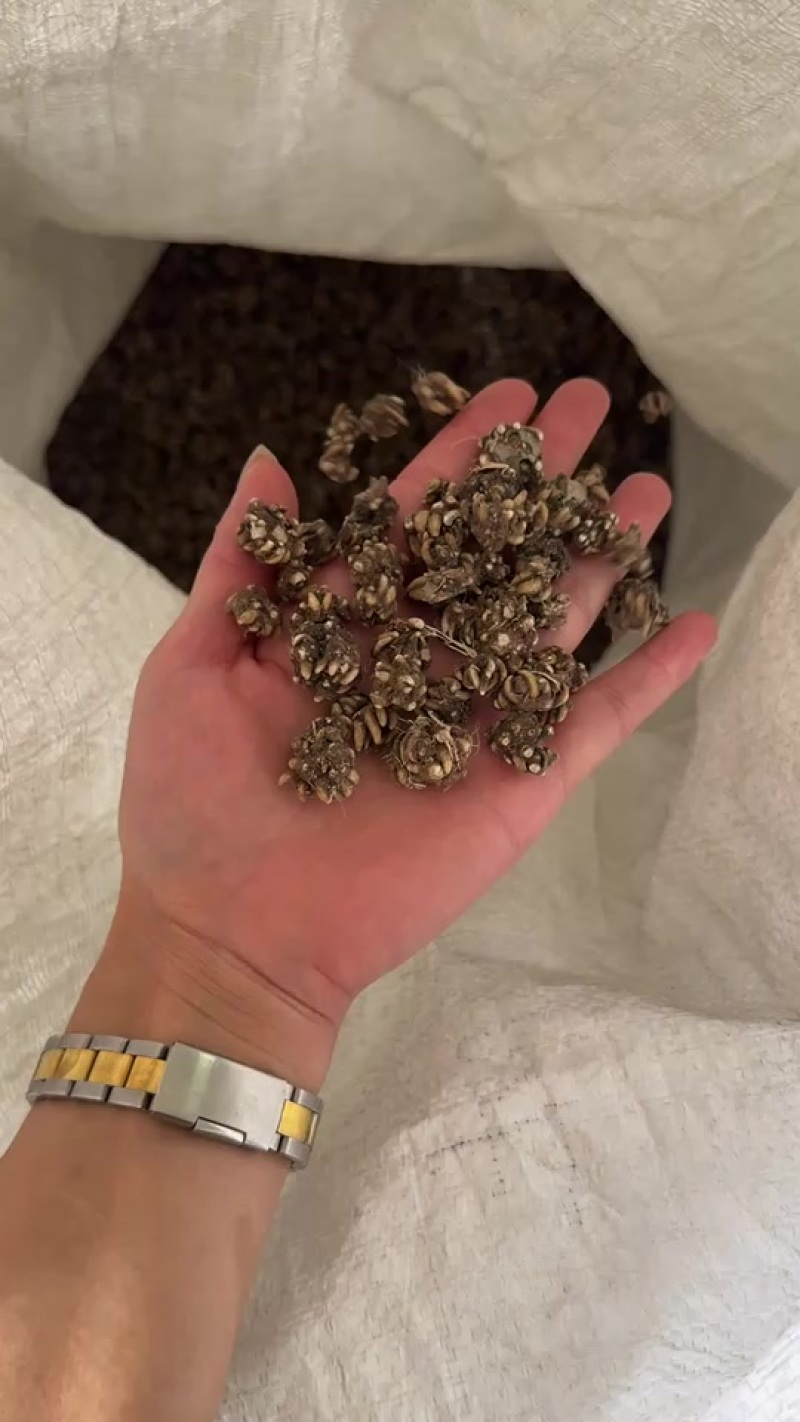 野生猫爪草水洗两遍干净无杂颗粒饱满基地直发