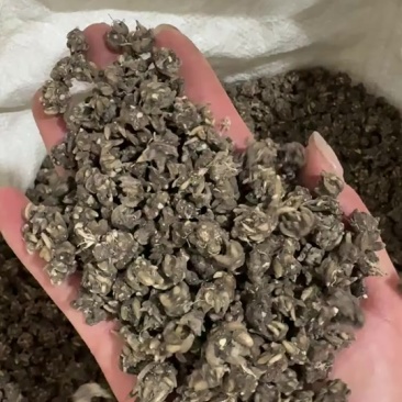 纯野生猫爪草水洗两遍基地直发