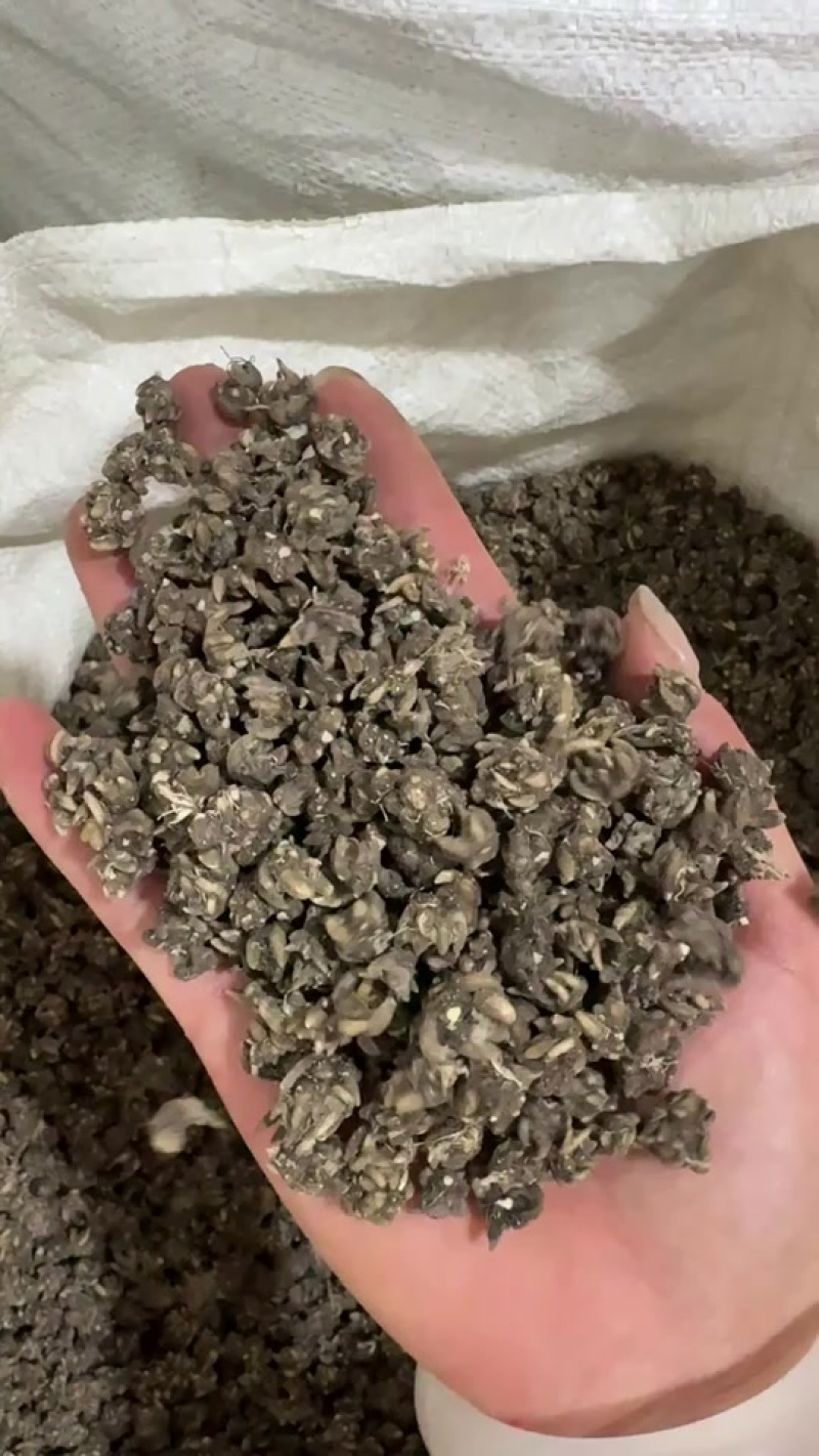 纯野生猫爪草水洗两遍基地直发