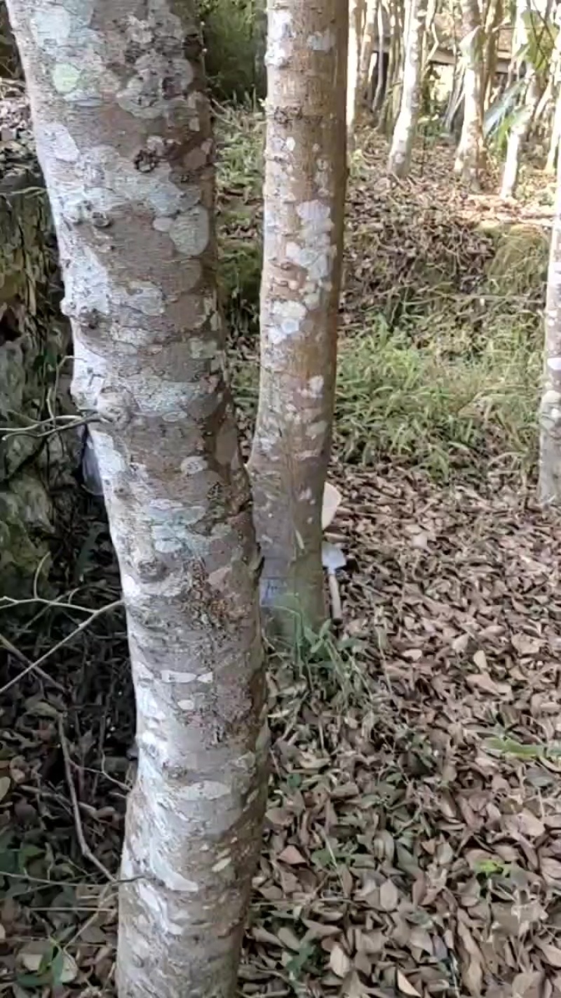 我要卖扑树