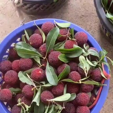 硬丝杨梅