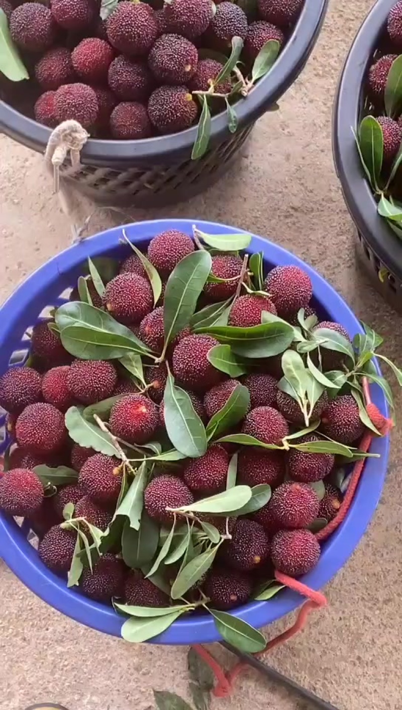 硬丝杨梅
