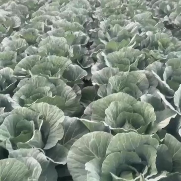 平度大头菜