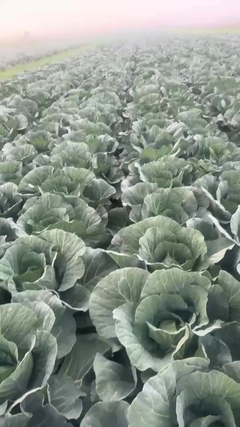 平度大头菜